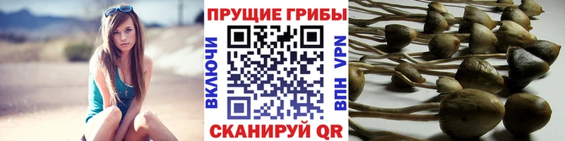 Псилоцибиновые грибы Psilocybine cubensis Касли